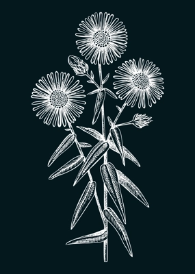 Aster vector illustration. Hand drawn autumn flower sketch. Michaela's daisy drawing on chalkboard. Popular garden flowering plant. Floral design element in engraved style